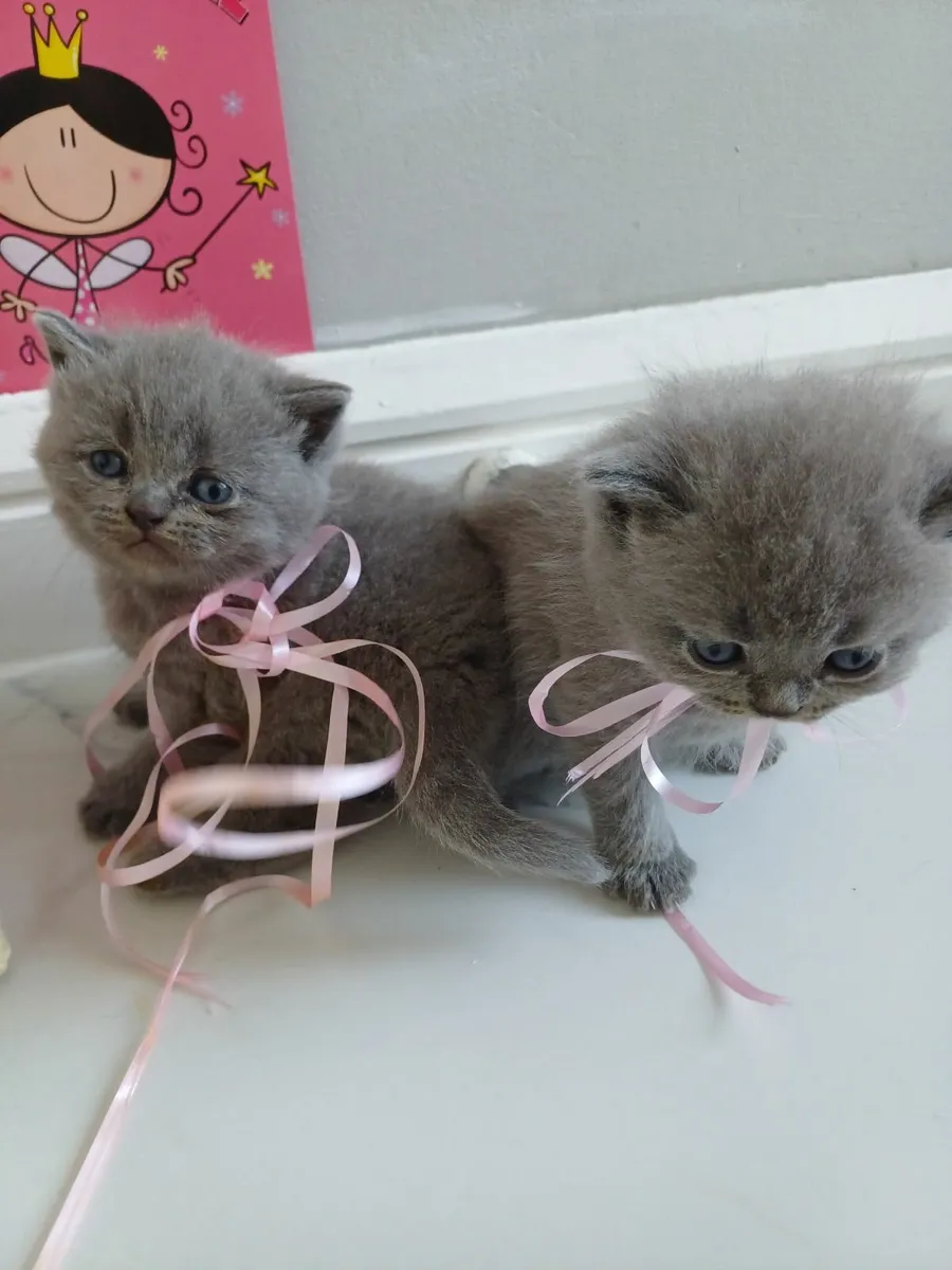 British Shorthair kittens - Image 2