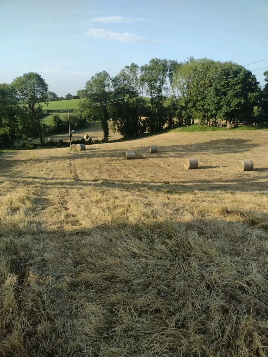 Hay - Image 4