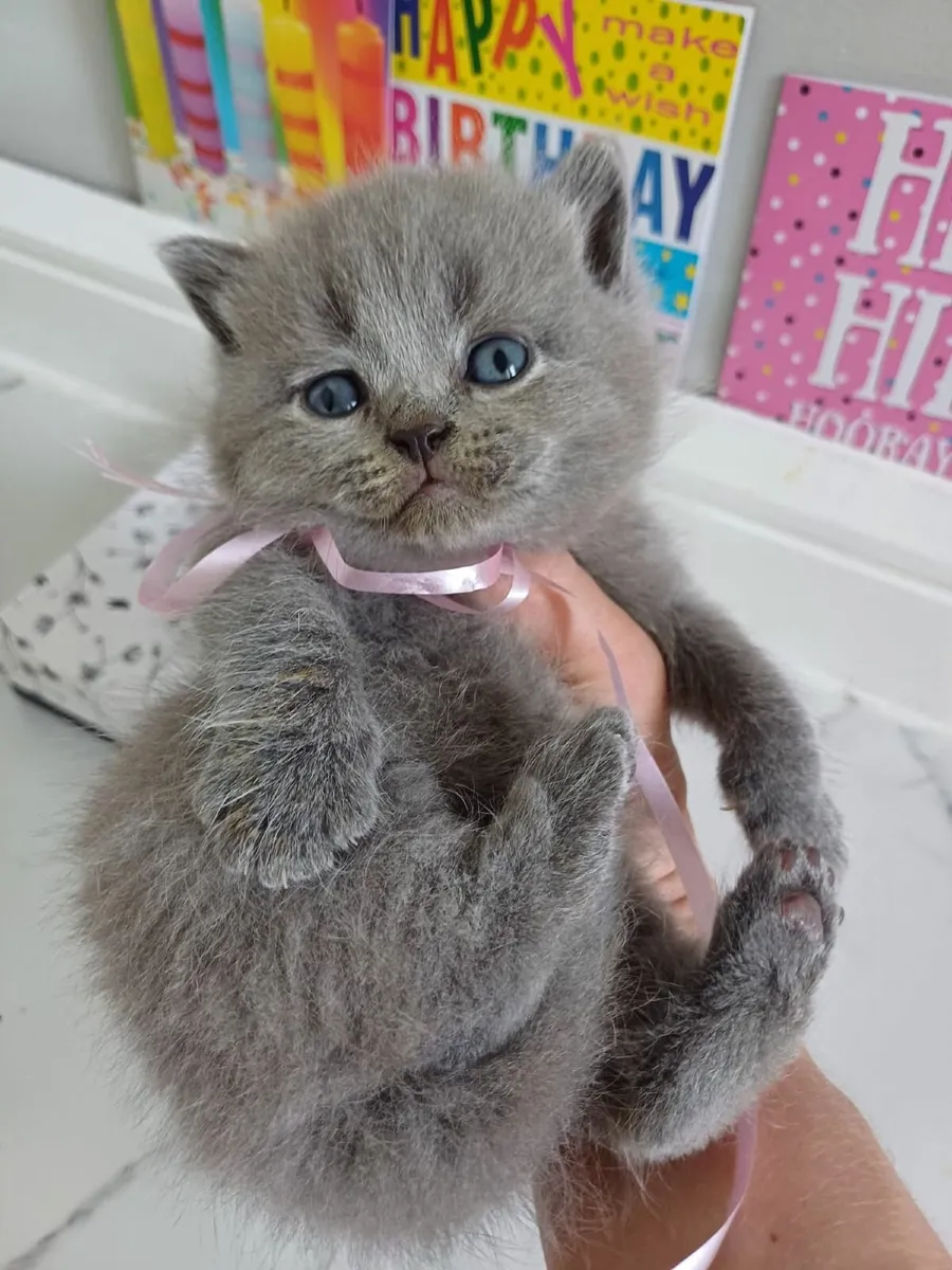 British Shorthair kittens - Image 1