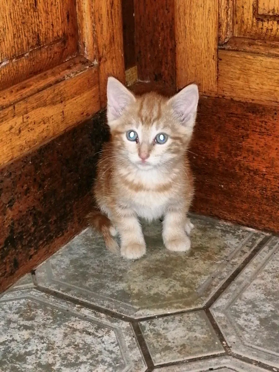 Kittens - Image 1