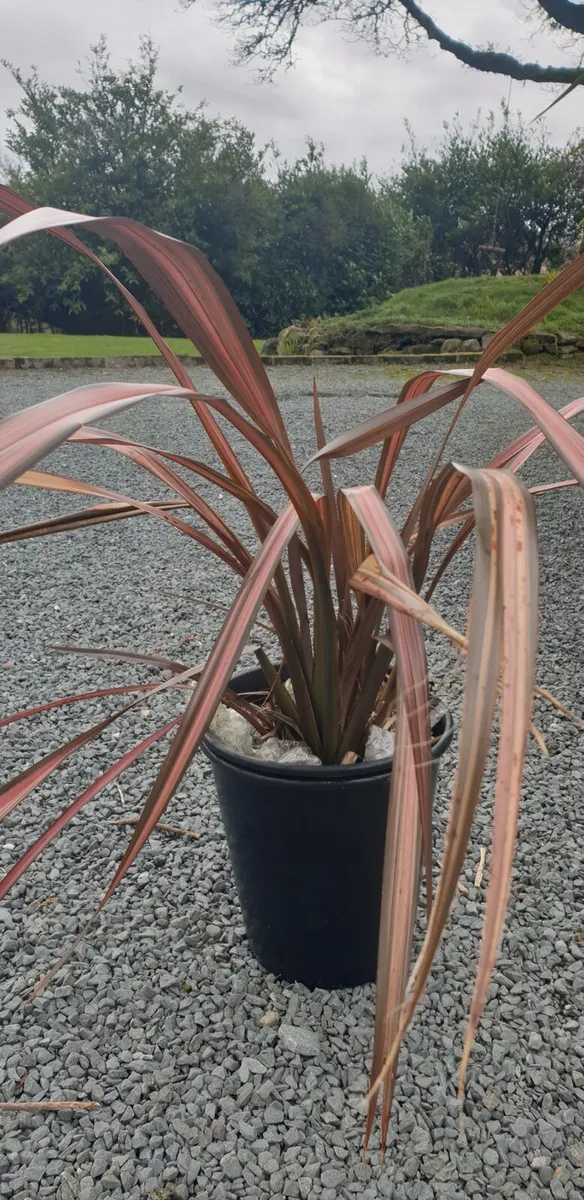 Phormium Pink Panther