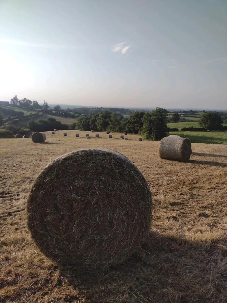 Hay - Image 1