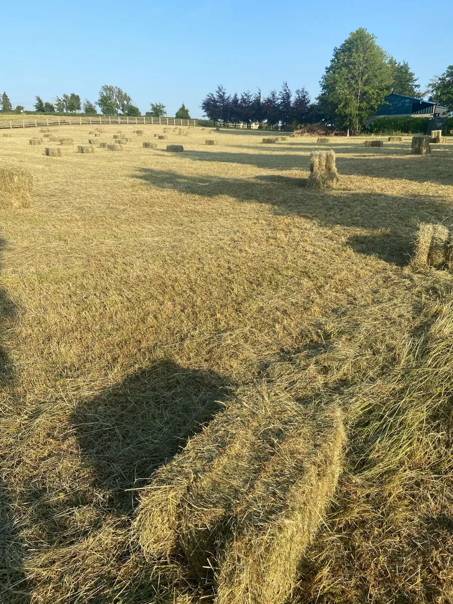 Hay - Image 1