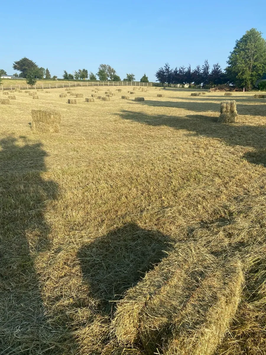 Hay - Image 2