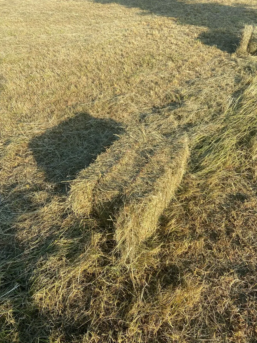Hay - Image 3