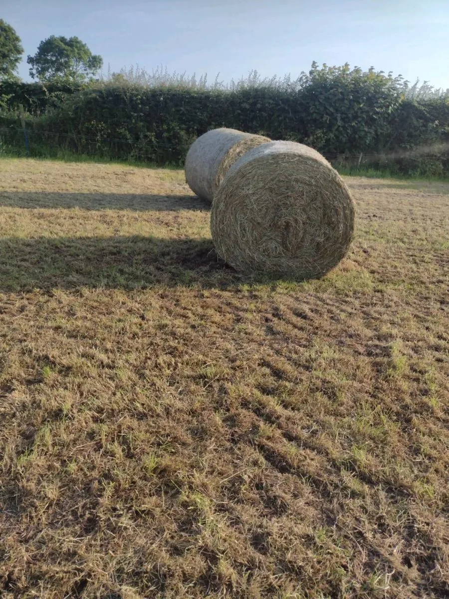 Hay - Image 2