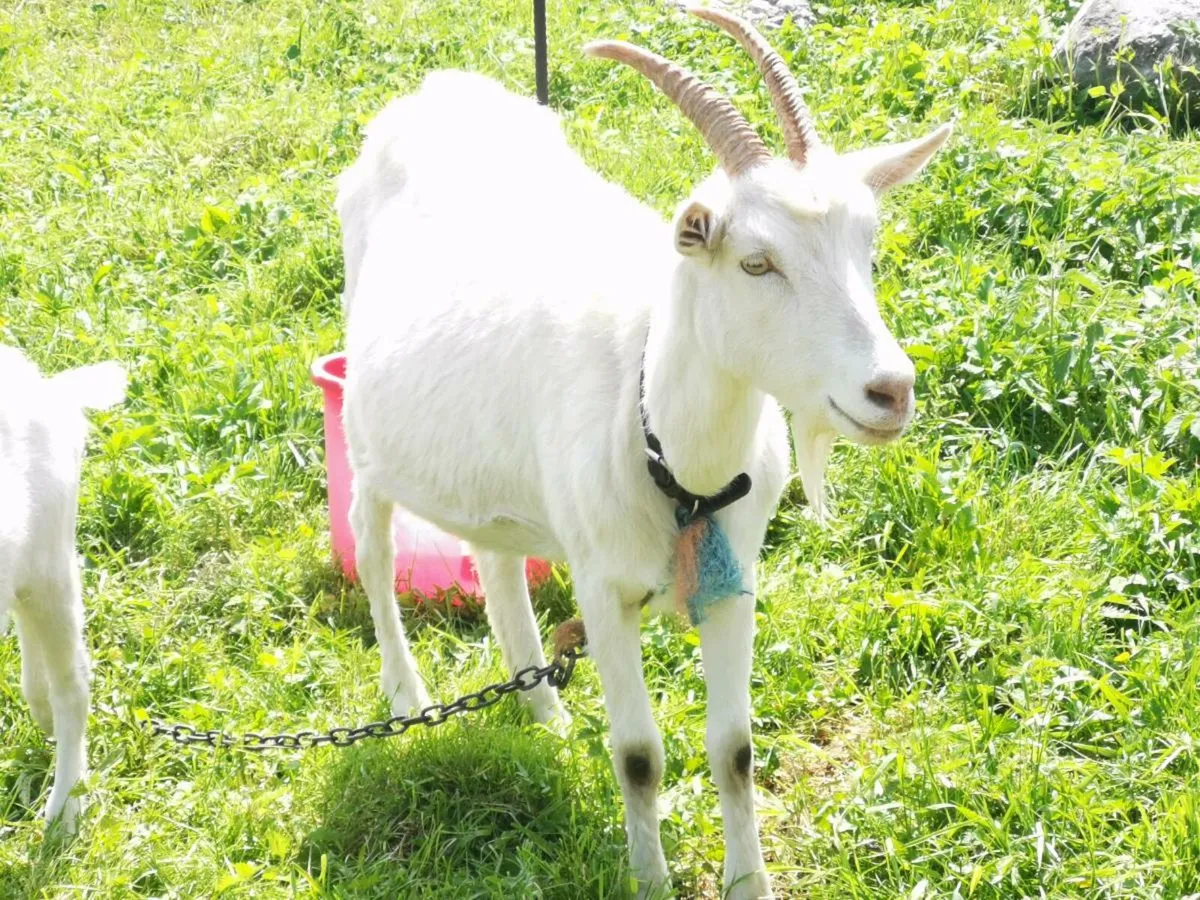 Goat - Image 1
