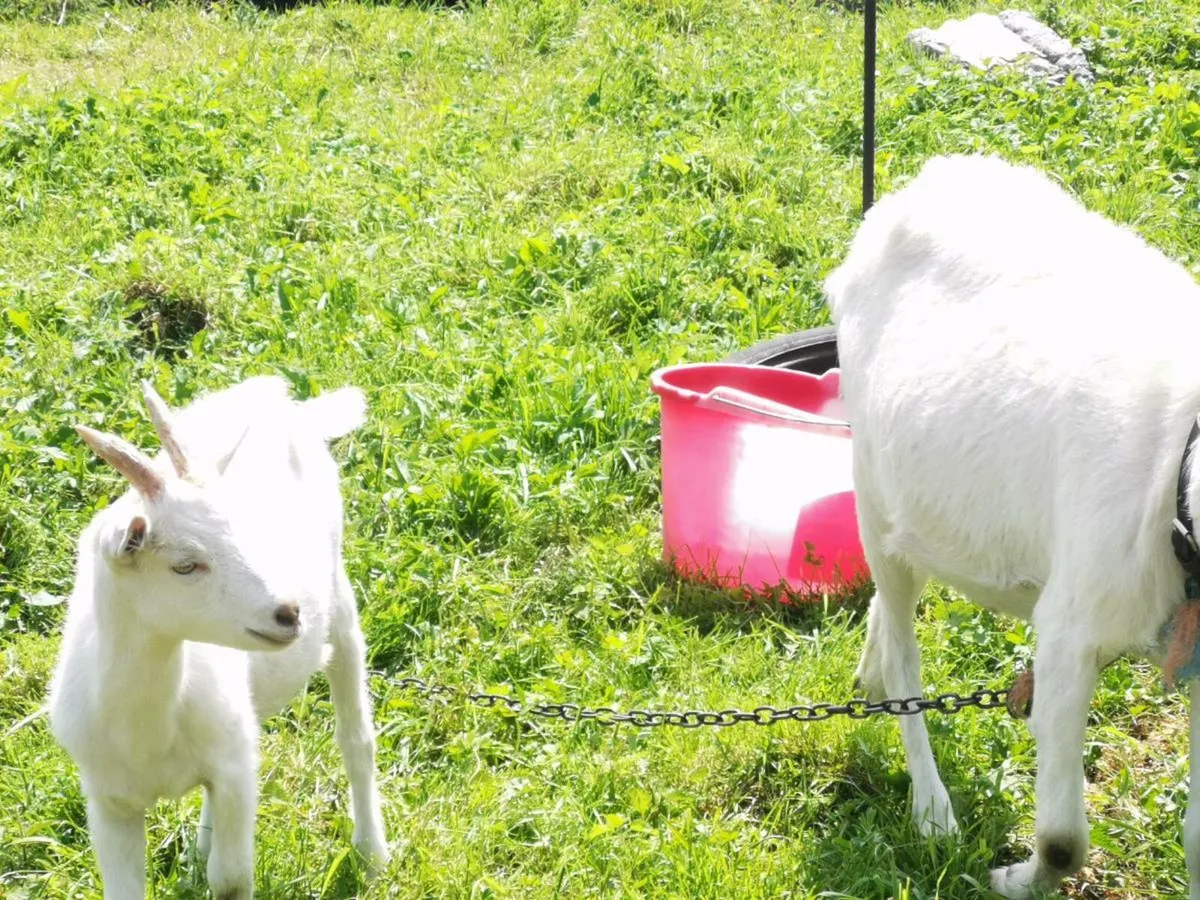 Goat - Image 2