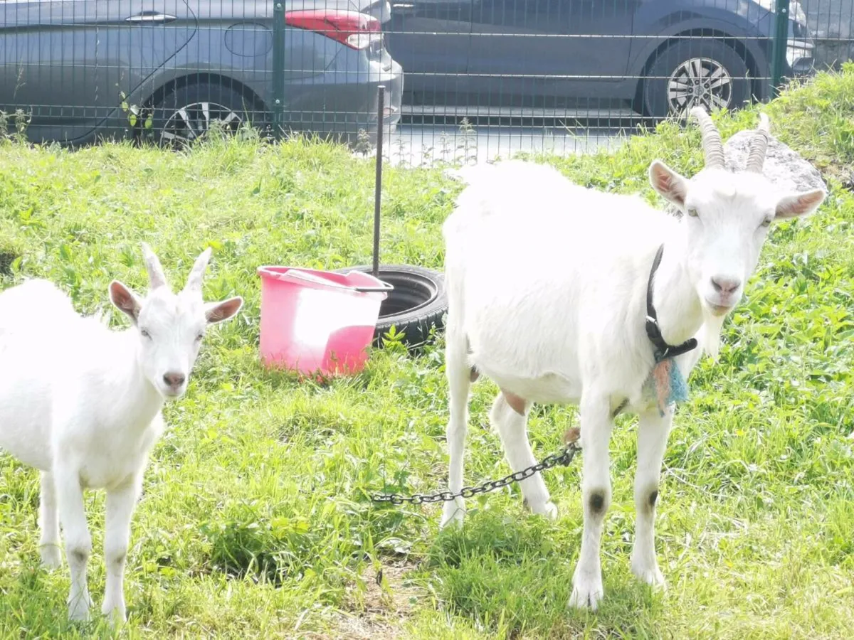Goat - Image 3