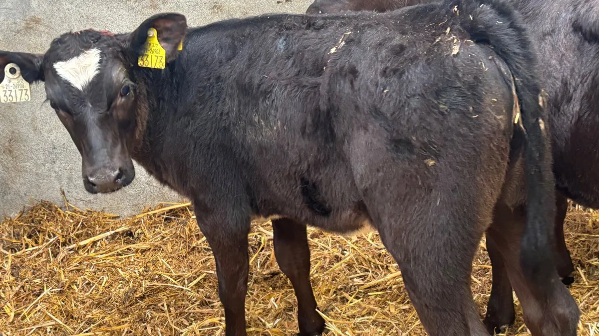 3 Angus Heifer Runners - Image 4