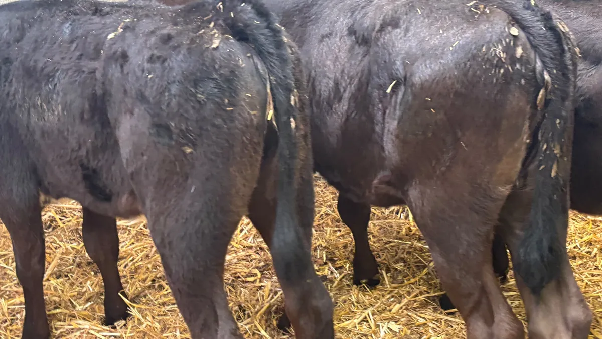 3 Angus Heifer Runners - Image 2