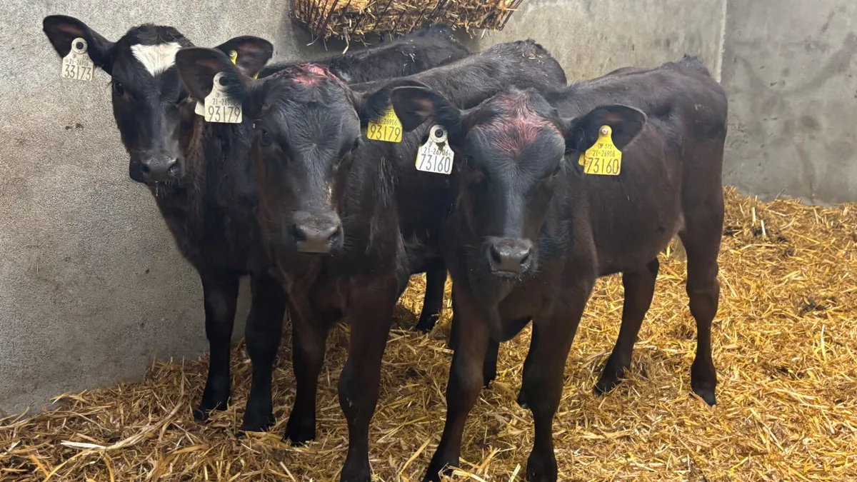 3 Angus Heifer Runners - Image 1