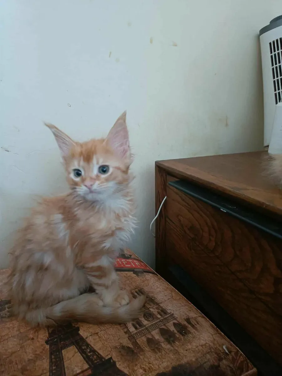 Maine Coon kittens Danaya and Diesel   for sale - Image 2