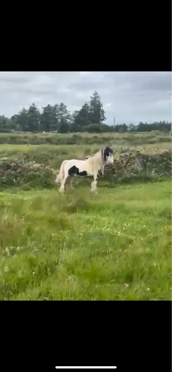 Gypsy cob - Image 1