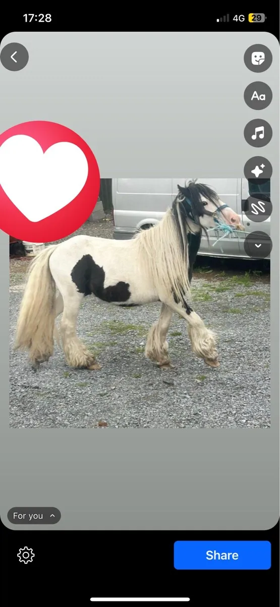 Gypsy cob - Image 2