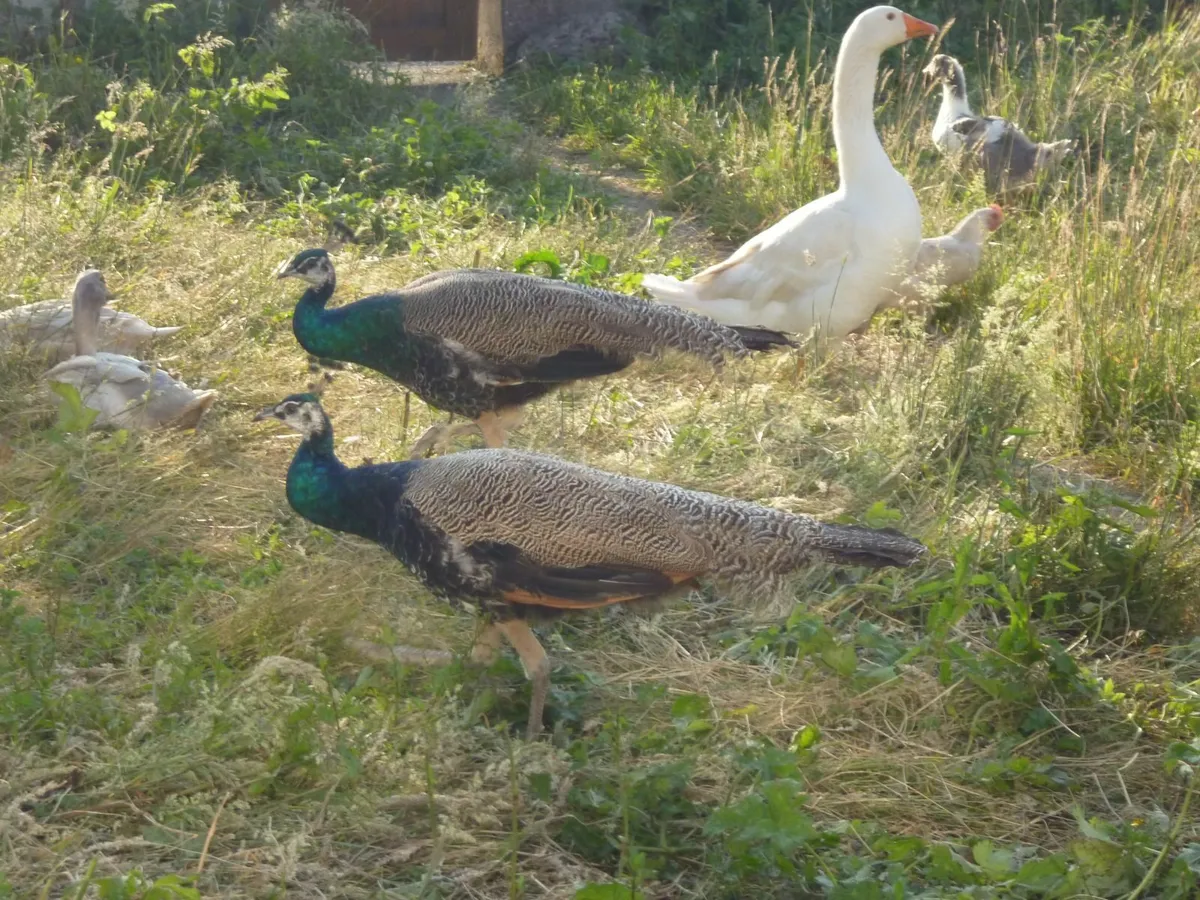 peacocks & geese