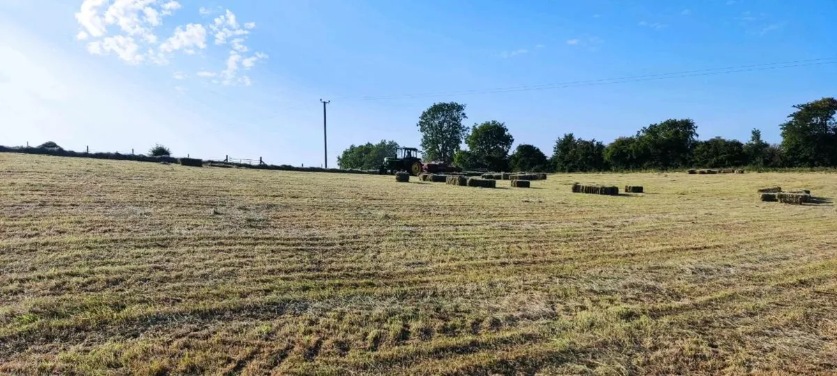 Square bales of hay - Image 1