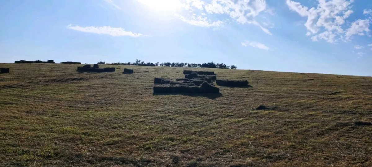 Square bales of hay - Image 2