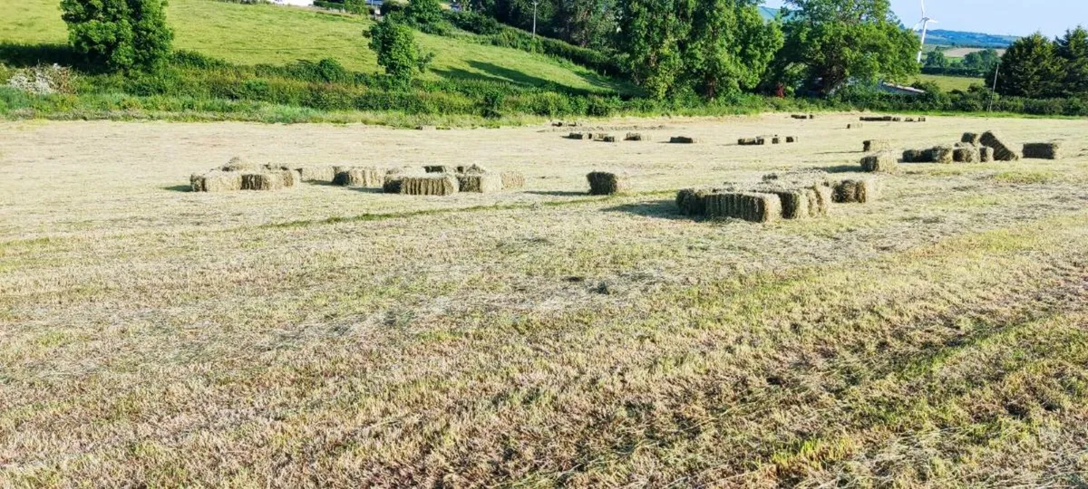 Square bales of hay - Image 3