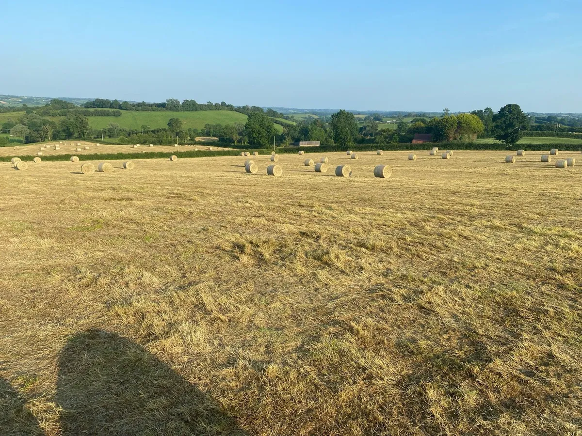 Great quality hay for sale - Image 3