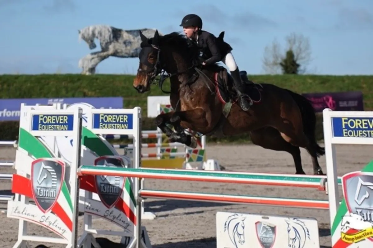 15.2 10 Year Old Showjumping Gelding - Image 1