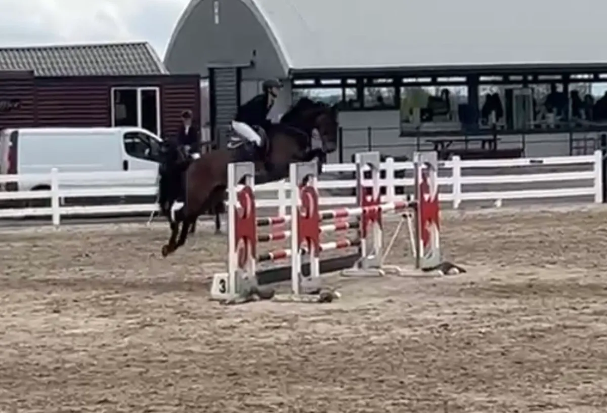 15.2 10 Year Old Showjumping Gelding - Image 4