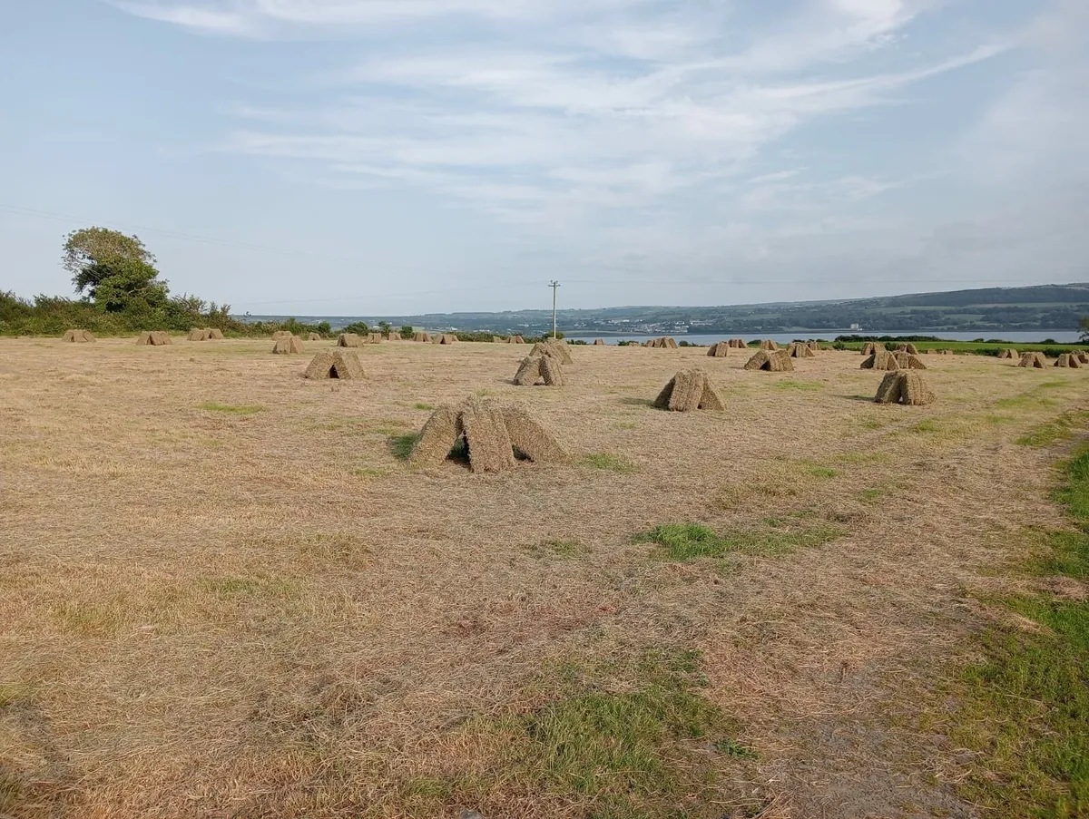 Small square bales hay - Image 1