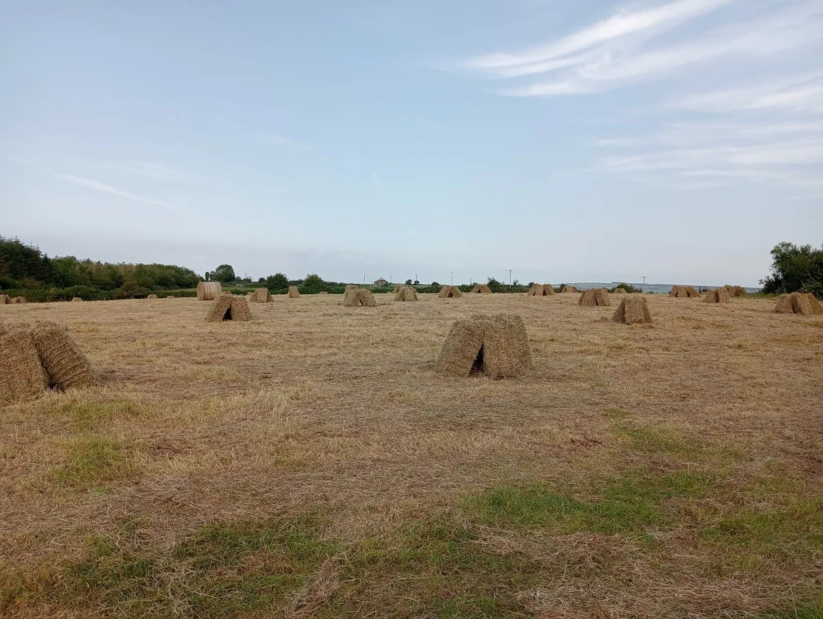 Small square bales hay - Image 2