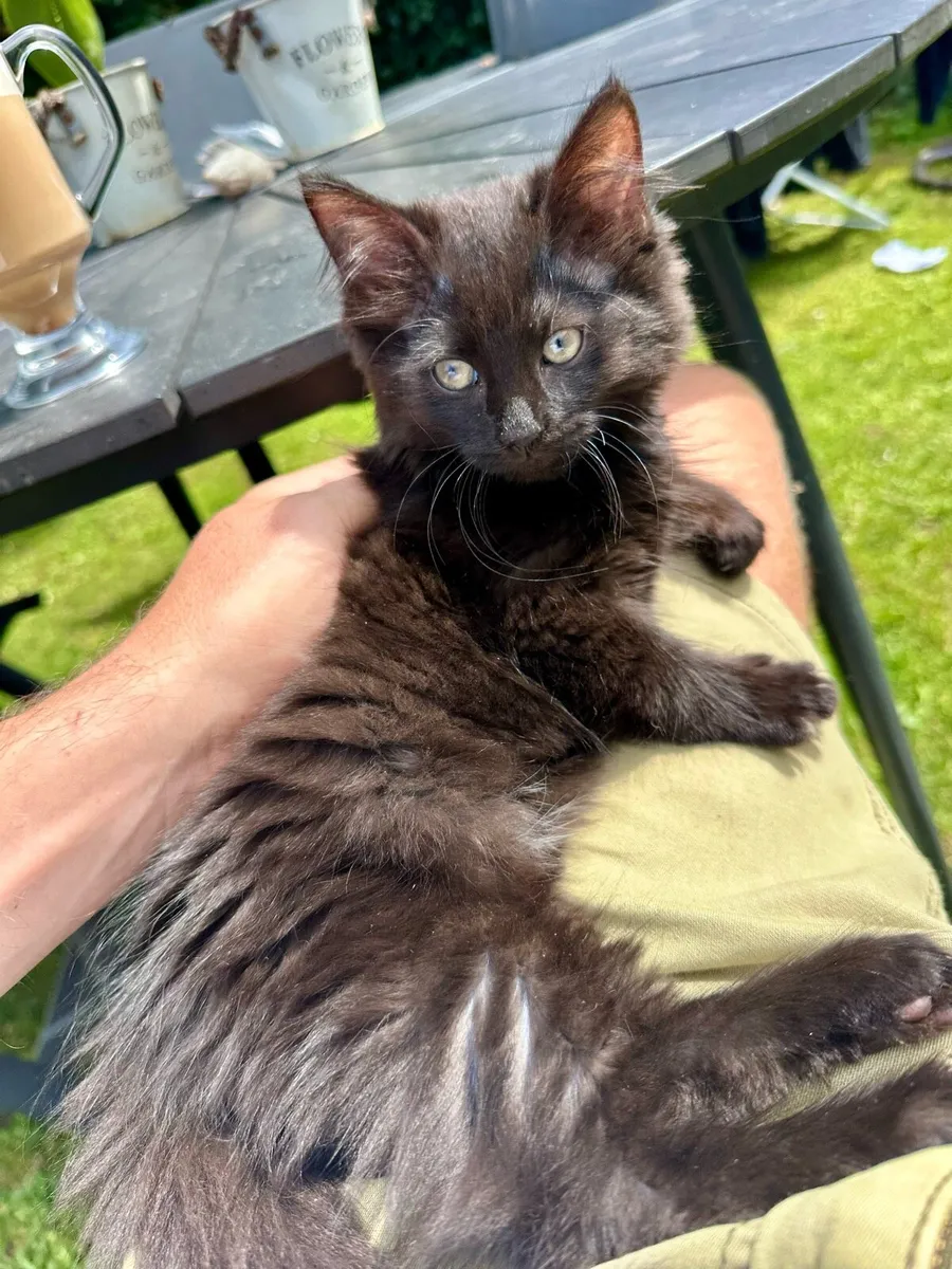 Kittens - Image 1