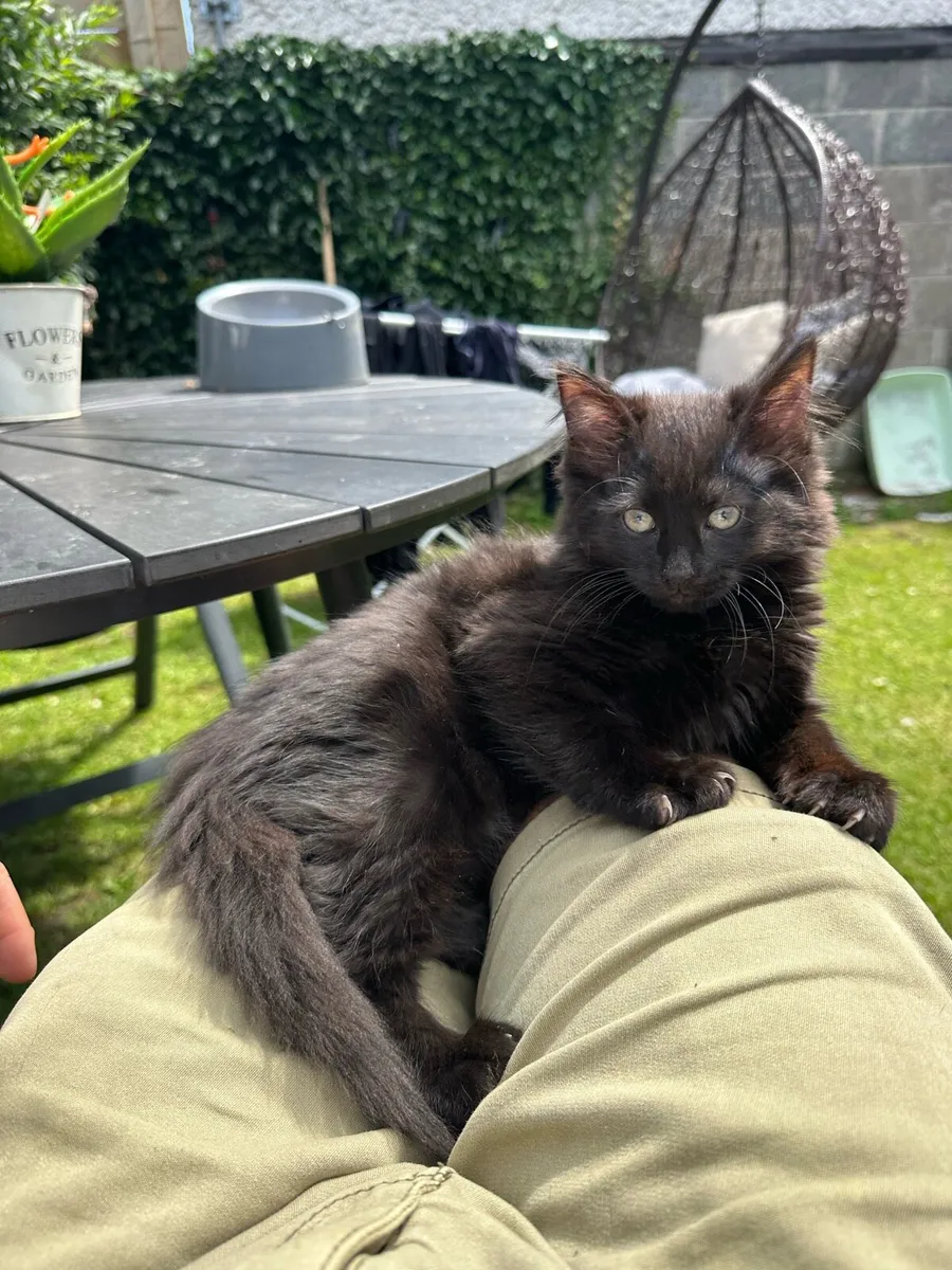 Kittens - Image 2