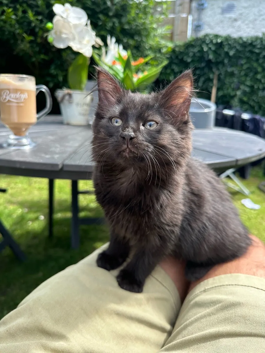 Kittens - Image 3