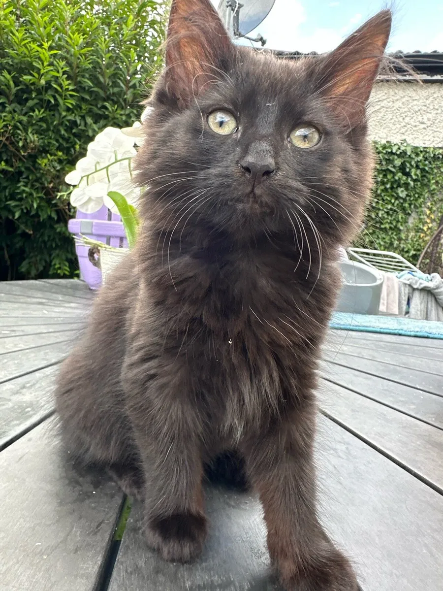 Kittens - Image 4