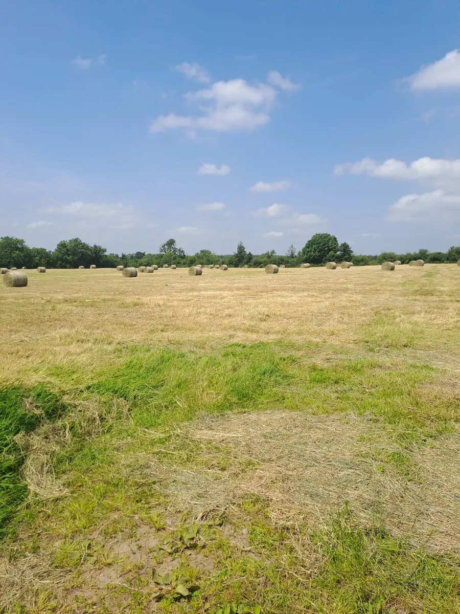 Hay