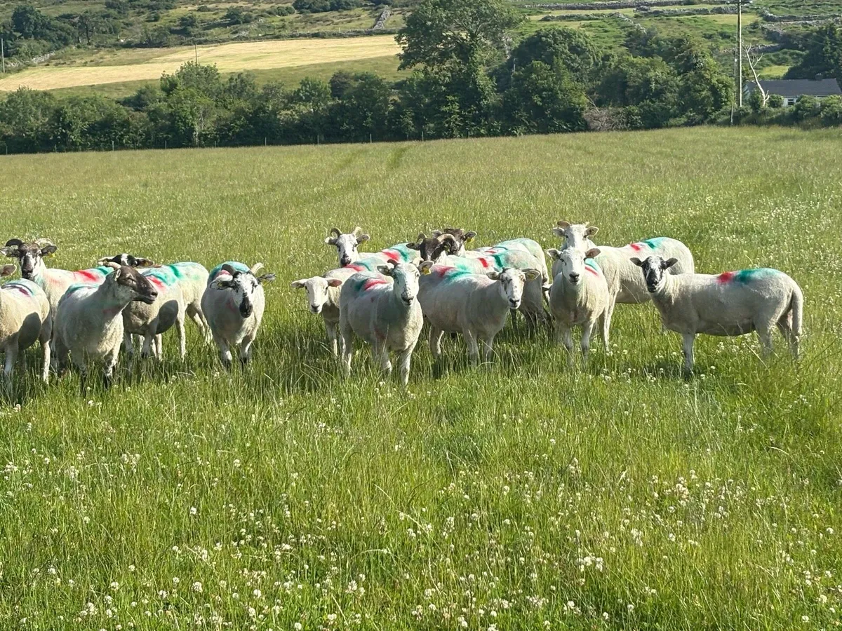 Hoggets - Image 2