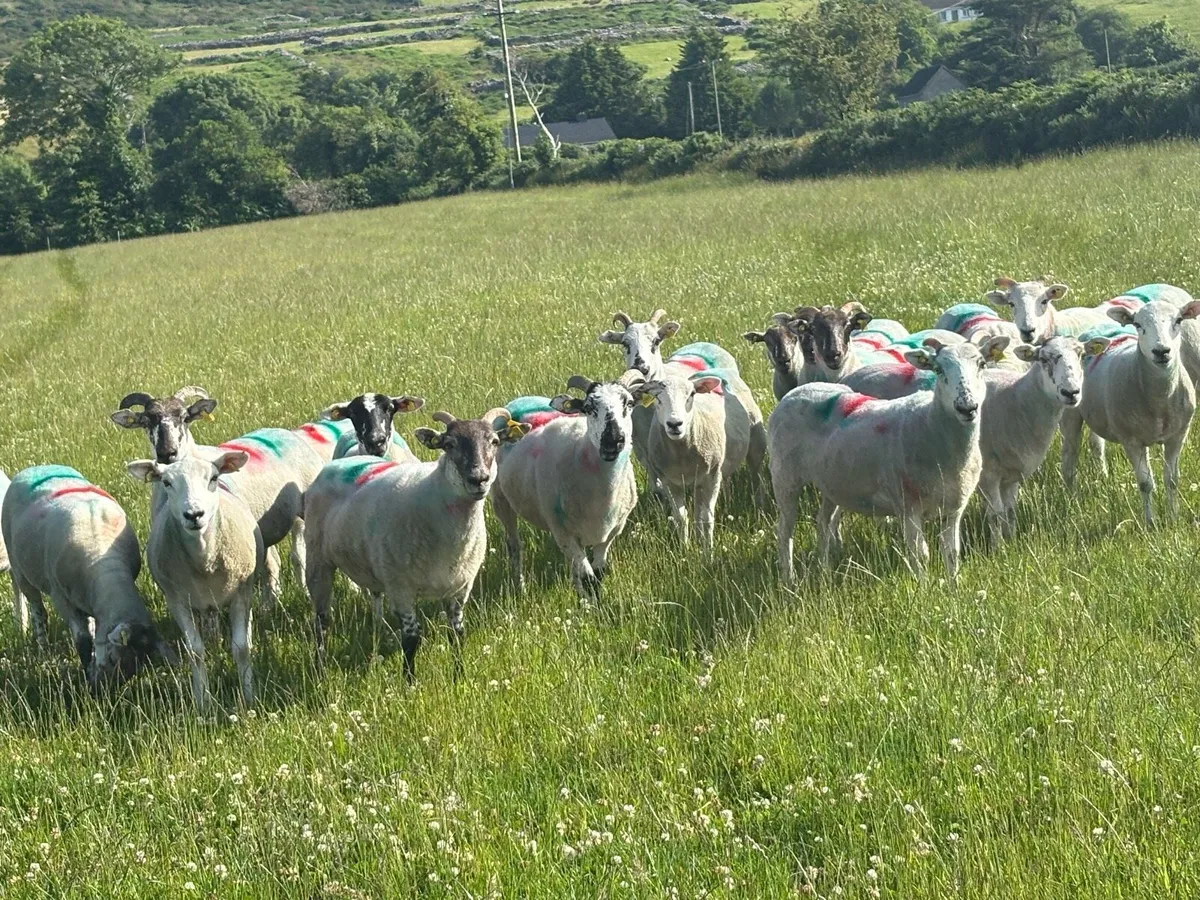 Hoggets - Image 3