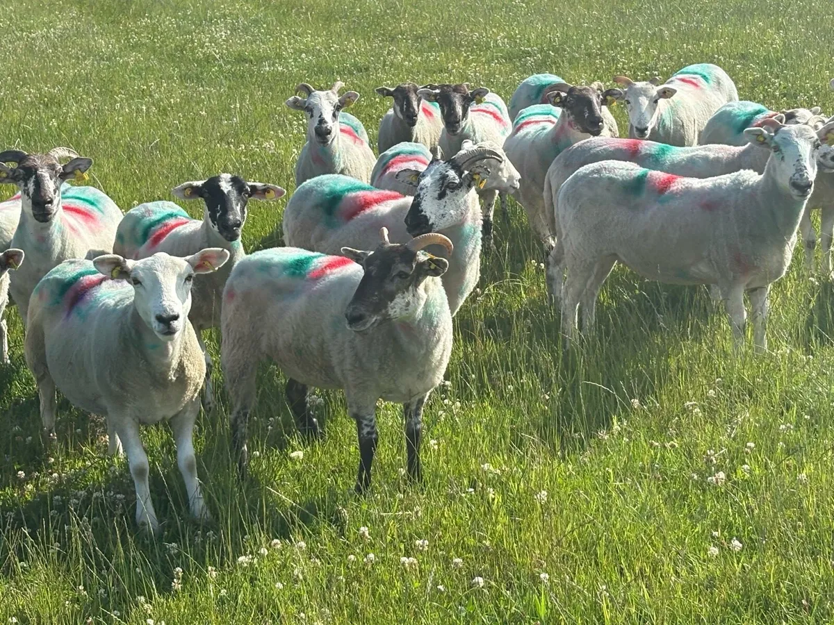 Hoggets - Image 4