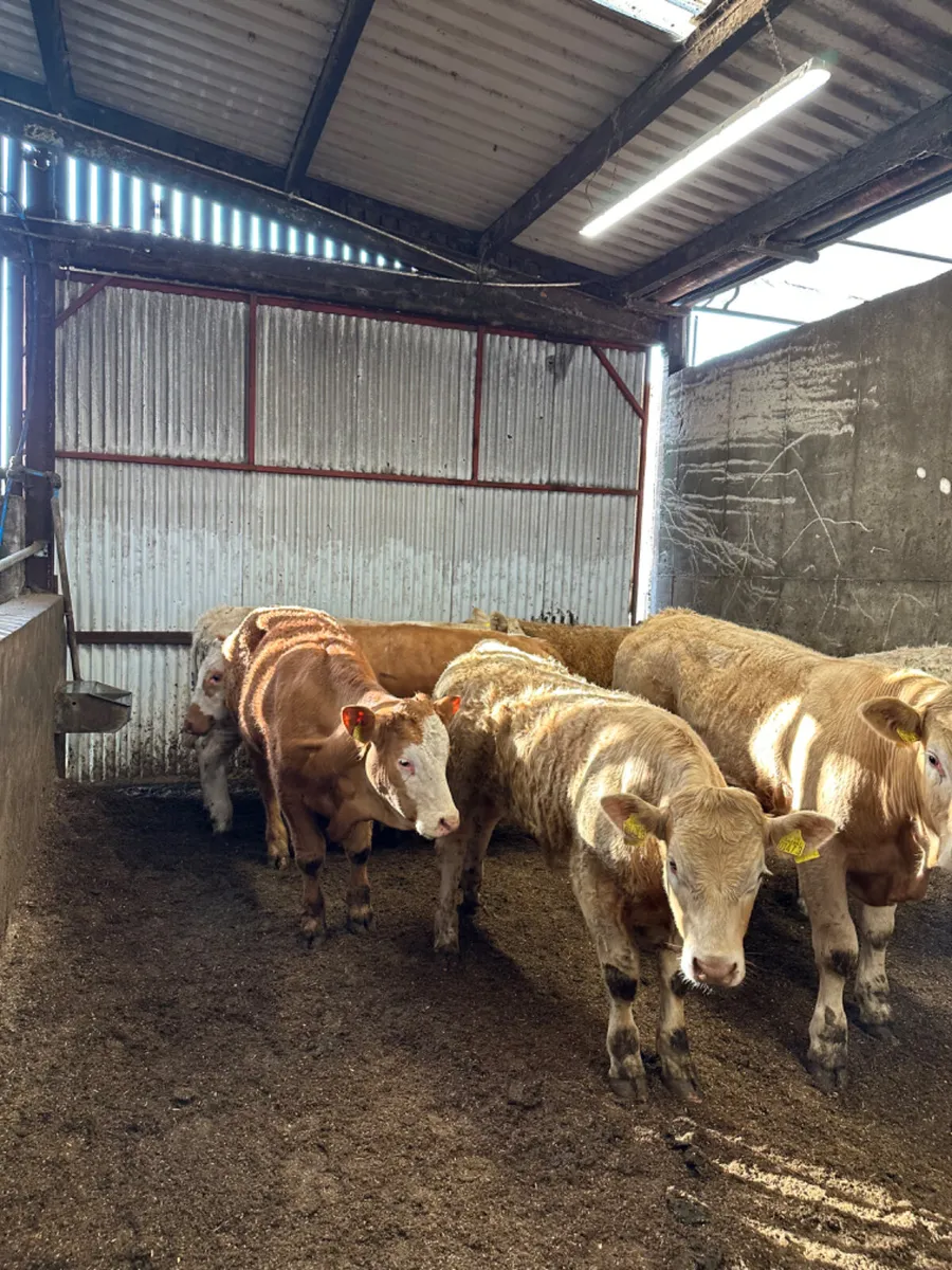 Charolais and lim bullocks - Image 1