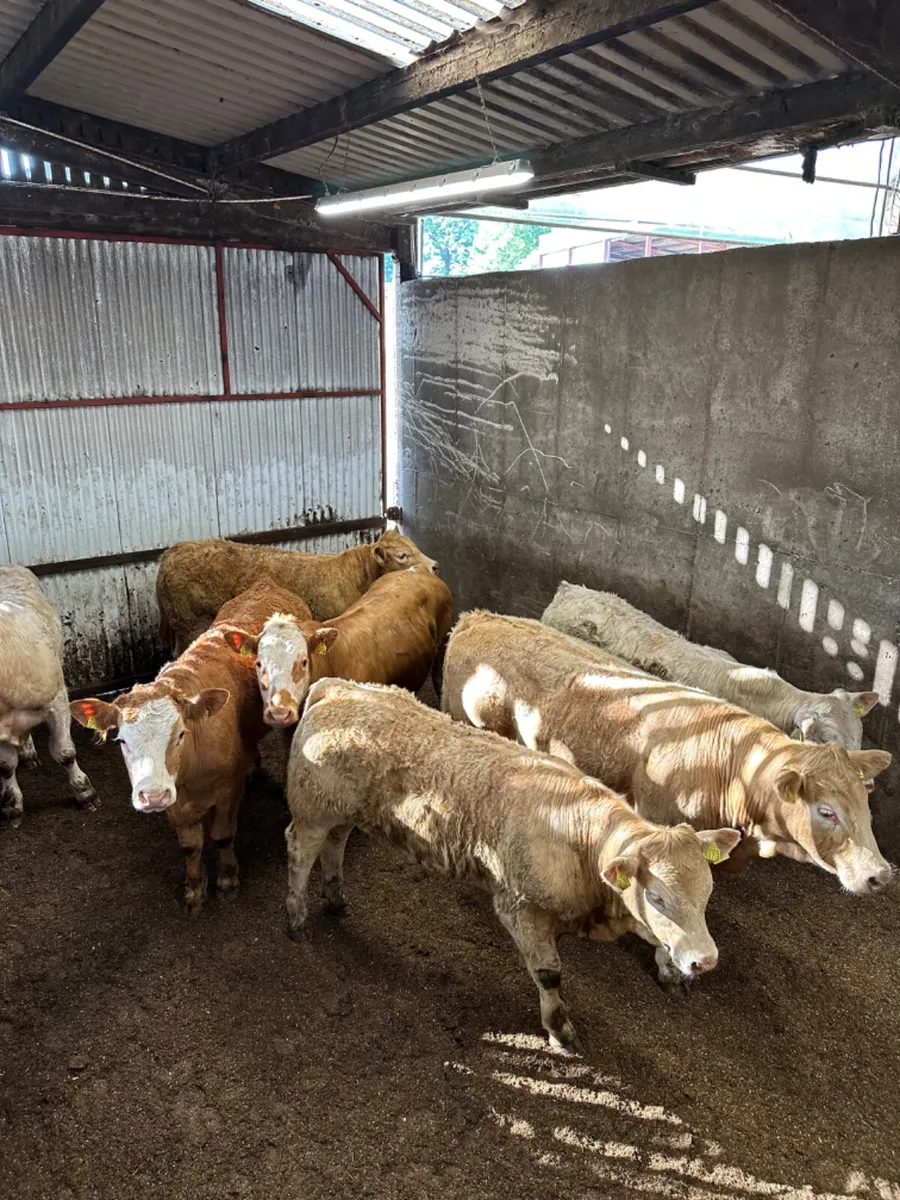 Charolais and lim bullocks - Image 2