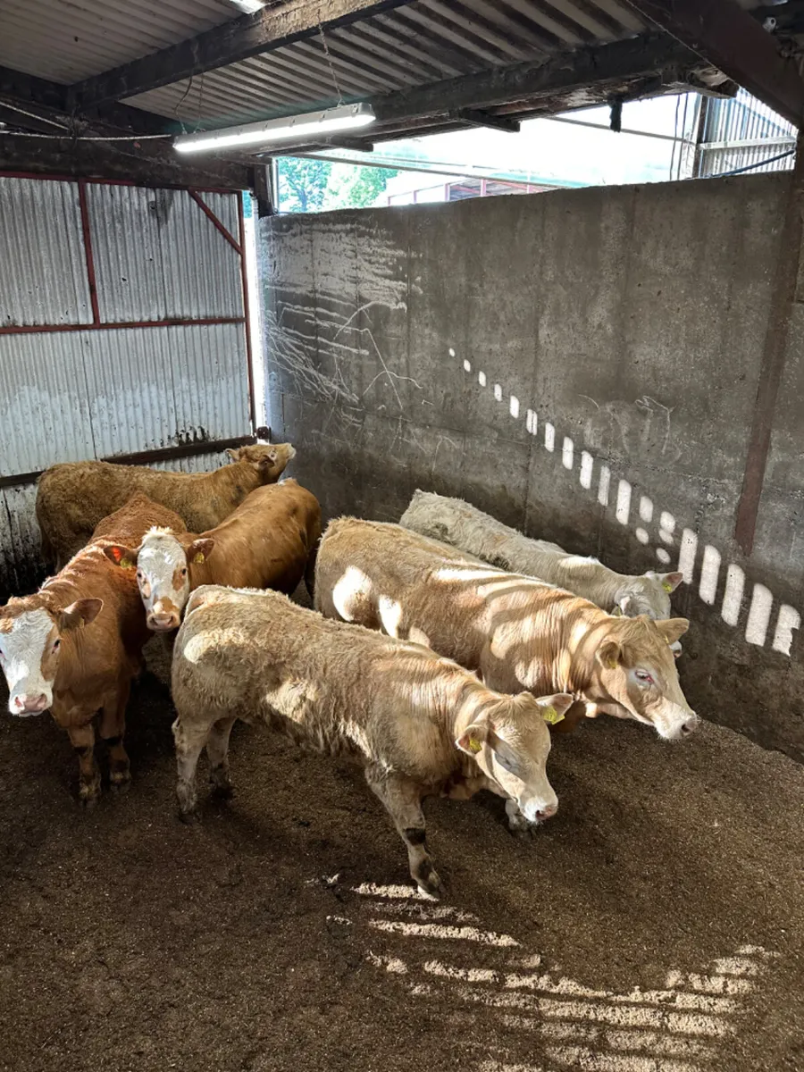 Charolais and lim bullocks - Image 3