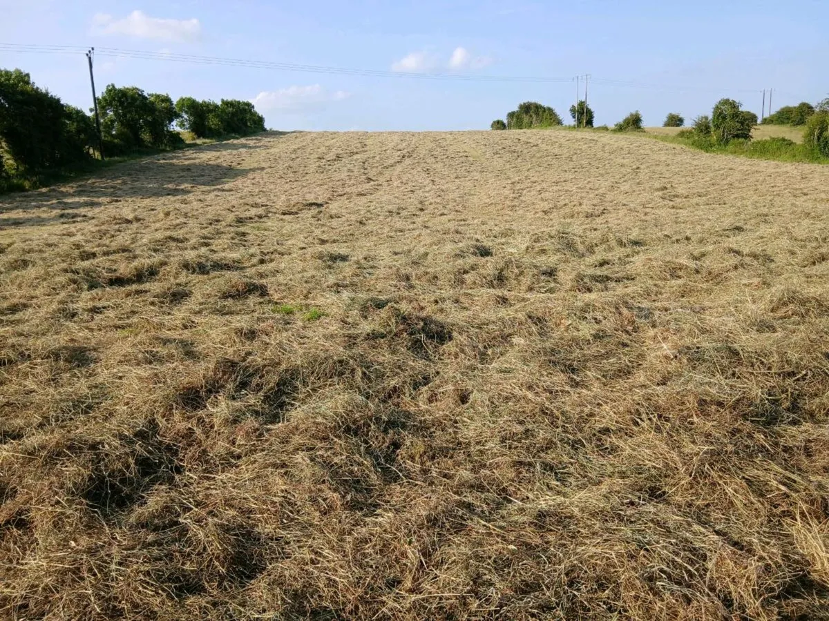 Square bales of hay - Image 1