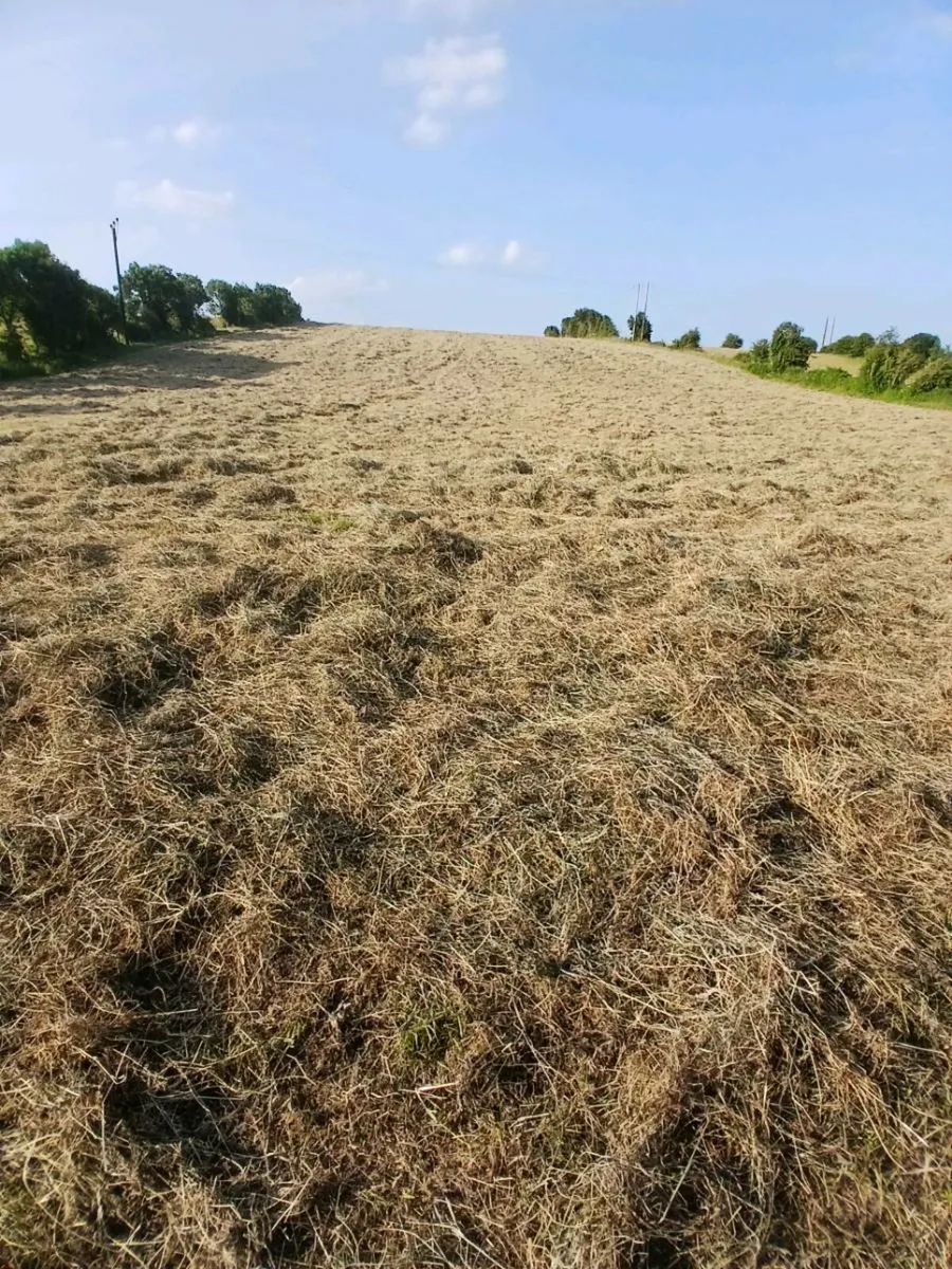 Square bales of hay - Image 3