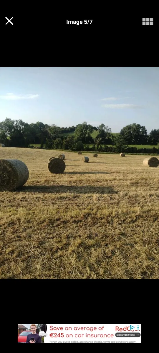 Hay - Image 2