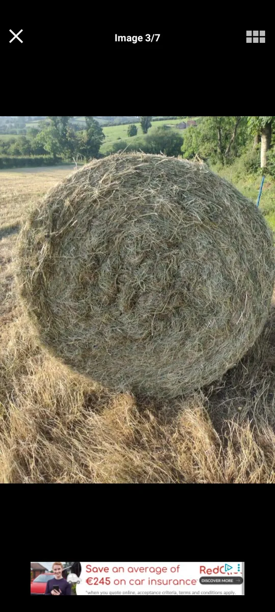 Hay - Image 3