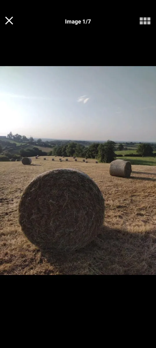 Hay - Image 1