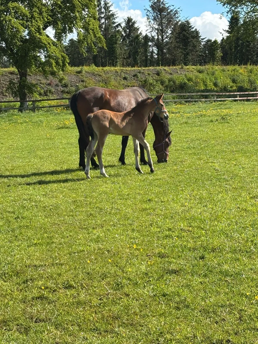 Athletic Carrera VDL Colt with 1.60 damline - Image 1