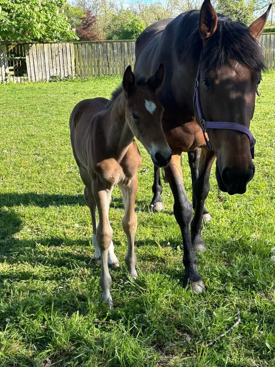 Athletic Carrera VDL Colt with 1.60 damline - Image 3