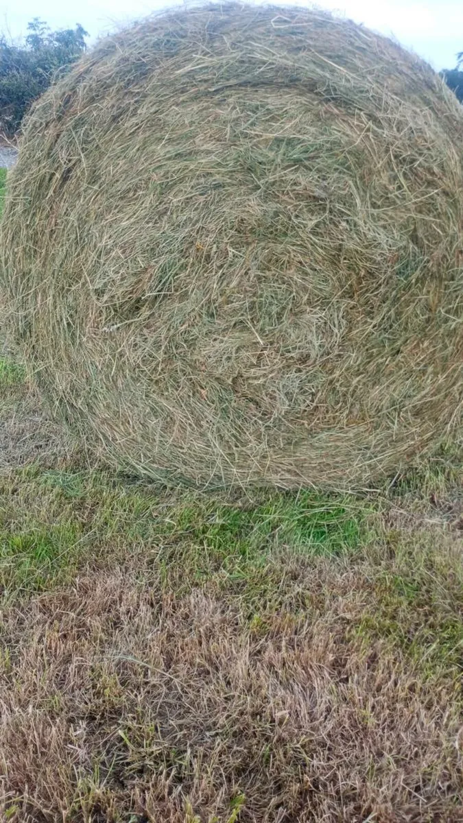 green horse hay ragweed free - Image 1