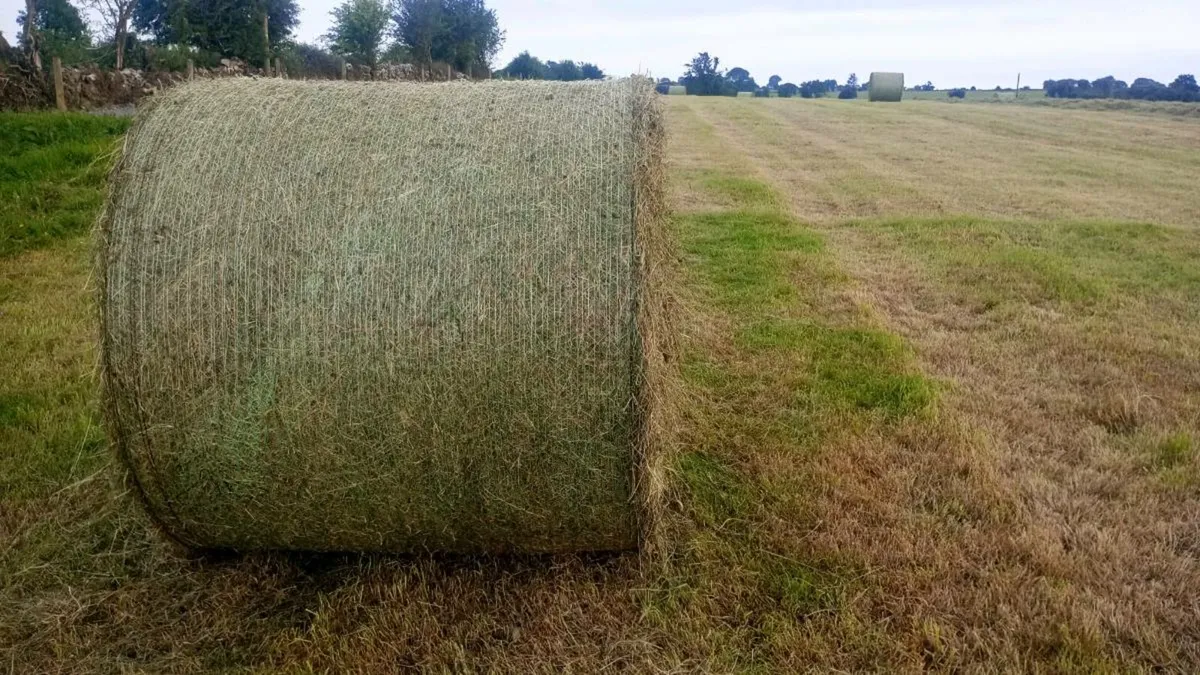 green horse hay ragweed free - Image 2