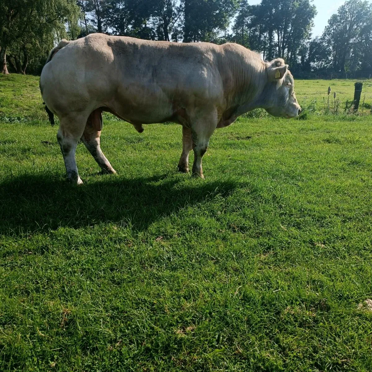 B Belgian blue  bull - Image 1