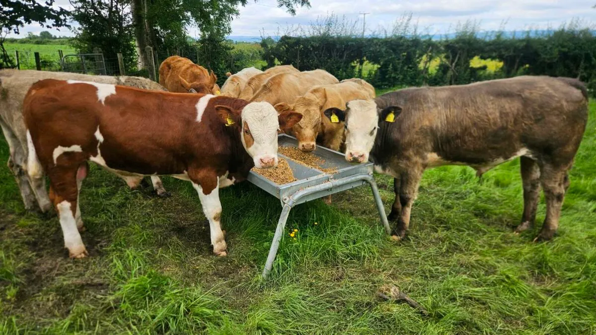 Charolais Bullocks - Image 1
